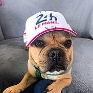 Pakito participe au concours pour gagner de l'argent avec cette photo : dog, french_bulldog, cap, hat, pet, animal, paws, close_up, indoor, sofa, couch, resting, face, brown, cute, looking, person, knees, casual, portrait