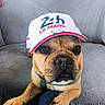 dog, french_bulldog, cap, hat, pet, animal, paws, close_up, indoor, sofa, couch, resting, face, brown, cute, looking, person, knees, casual, portrait