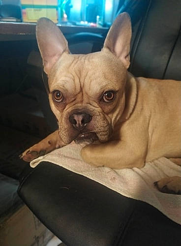 Pakito a rejoint le concours — aidez-le/la à gagner de superbes lots ! boston_terrier, bulldog, canidae, carnivore, companion_dog, dog, dog_breed, ear, fawn, french_bulldog, mammal, molosser, non_sporting_group, puppy, rare_breed_dog, skin, snout, toy_bulldog, toy_dog, vertebrate