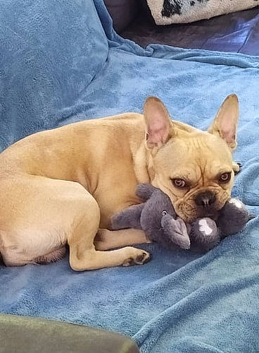 Pakito participe au concours pour gagner de l'argent avec cette photo : bulldog, canidae, carnivore, companion_dog, dog, dog_breed, fawn, french_bulldog, mammal, nap, non_sporting_group, puppy, snout, vertebrate