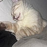 kitten, cat, sleeping, sleepy, fluffy, cream_colored, tabby, pet, animal, cute, relaxed, resting, lying_down, paw, whiskers, pink_nose, closed_eyes, bedding, indoors, cozy