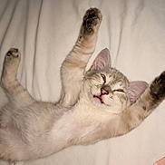 Freya participe au concours pour gagner de l'argent avec cette photo : cat, kitten, sleeping, bed, bedroom, fur, cream_colored, tabby, paws, raised_paw, closed_eyes, pink_nose, pink_ears, tongue, relaxed, cute, adorable, pet, indoors, cozy