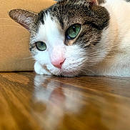 Milo is registered to the contest to win money with this photo: cat, close_up, green_eyes, whiskers, fur, pink_nose, relaxed, indoor, wooden_floor, reflection, pet, animal, resting, tabby, white_fur, brown_fur, portrait, face, quiet, calm