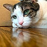 cat, close_up, green_eyes, whiskers, fur, pink_nose, relaxed, indoor, wooden_floor, reflection, pet, animal, resting, tabby, white_fur, brown_fur, portrait, face, quiet, calm