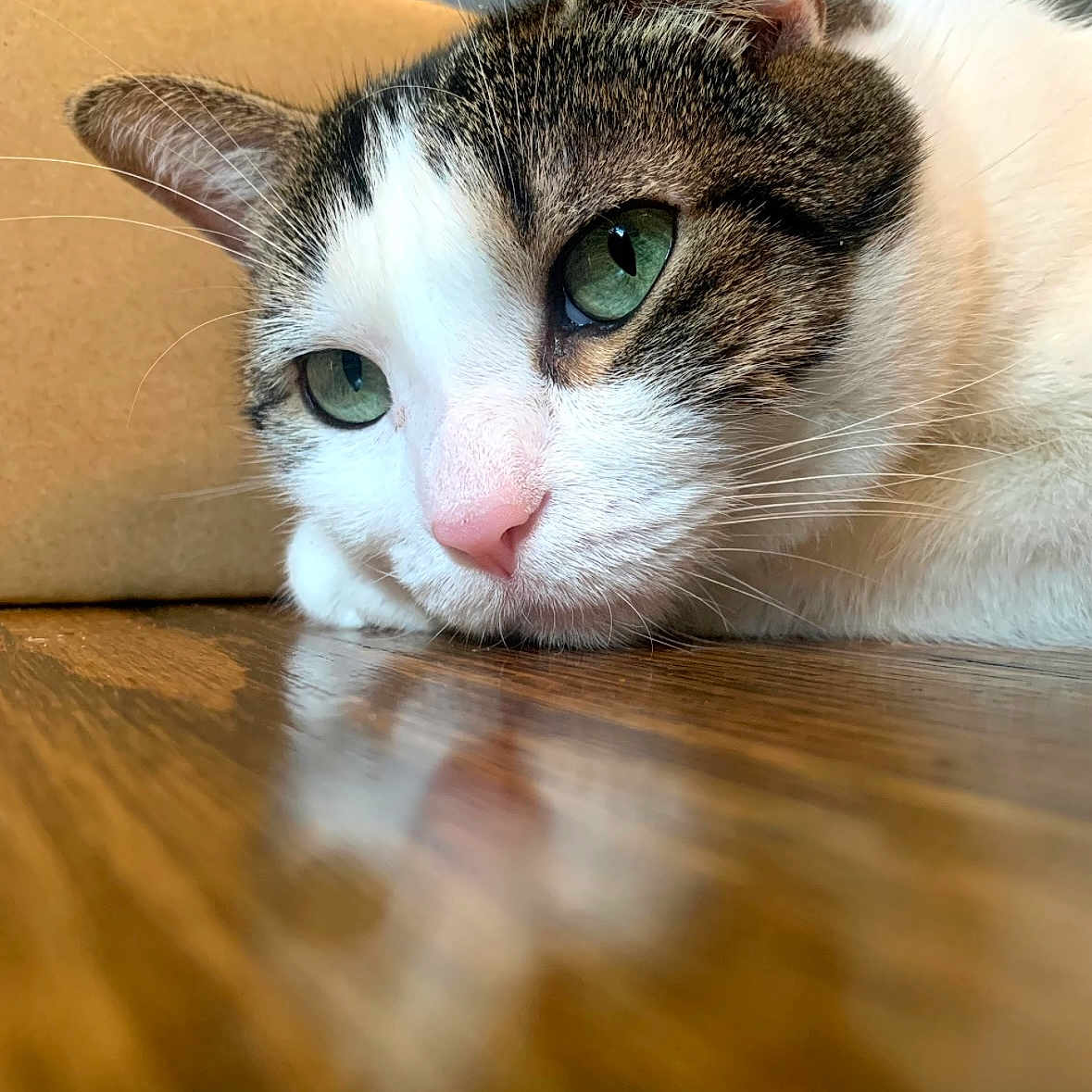 Milo is registered to the contest to win money with this photo: cat, close_up, green_eyes, whiskers, fur, pink_nose, relaxed, indoor, wooden_floor, reflection, pet, animal, resting, tabby, white_fur, brown_fur, portrait, face, quiet, calm
