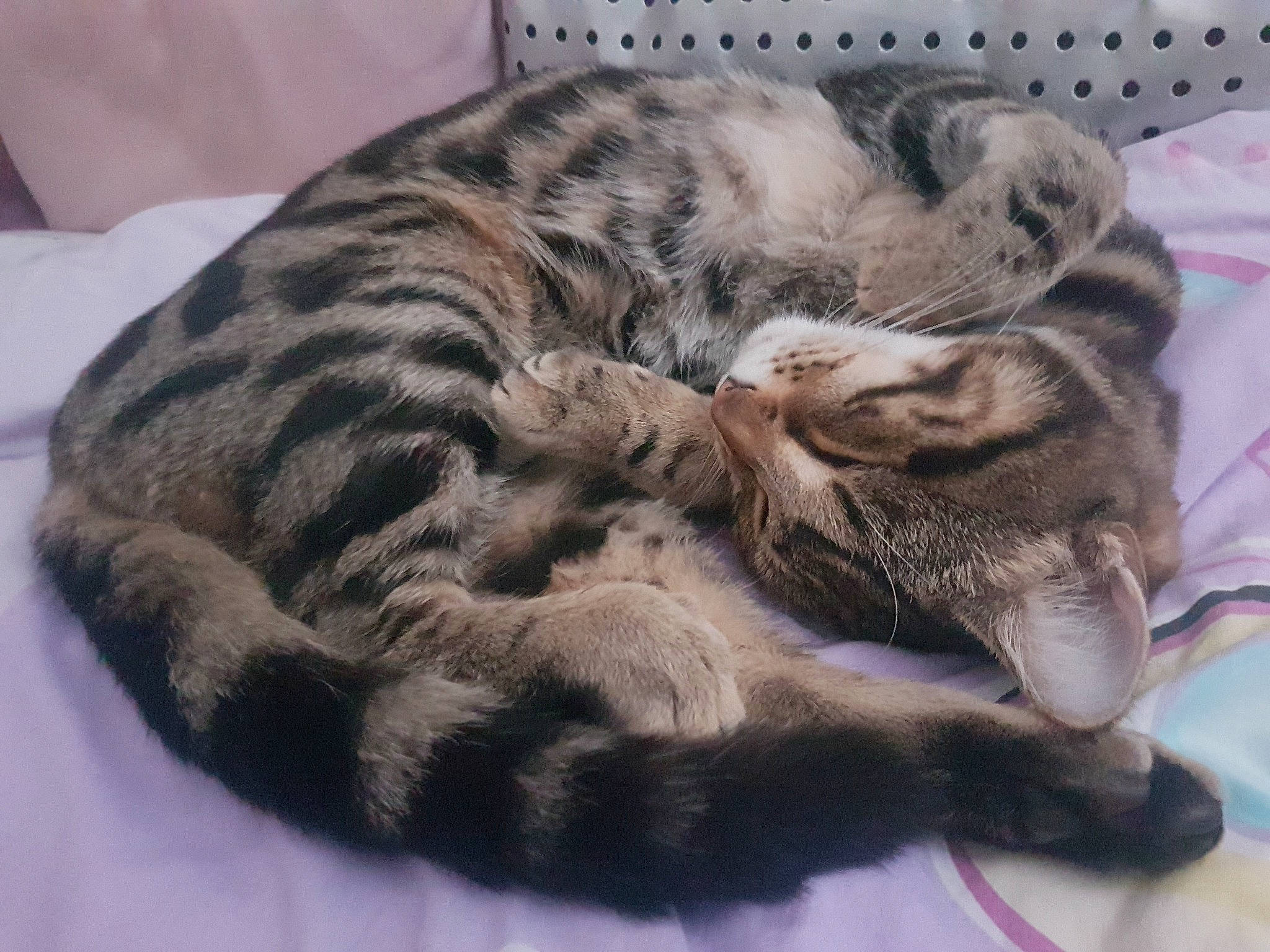 Jason is registered to the contest to win money with this photo: american_shorthair, asian, bengal, california_spangled, carnivore, cat, cat_bed, domestic_short_haired_cat, dragon_li, egyptian_mau, european_shorthair, felidae, fur, kitten, mammal, nap, ocicat, small_to_medium_sized_cats, tabby_cat, whiskers