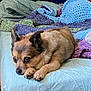 Dusty joined the competition — help win amazing prizes! dog, small_dog, chihuahua_mix, pet, bed, blanket, crochet_blanket, bedding, cozy, resting, paws, snout, big_eyes, fur, indoors, portrait, closeup, relaxed, domestic_animal, cute