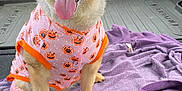 Dusty joined the competition — help win amazing prizes! dog, small_dog, pet, pajamas, halloween, jack_o_lantern, pumpkin_pattern, tongue_out, cute, bright_eyes, ears, paws, fur, purple_blanket, vehicle_interior, car_trunk, rubber_mat, seat, autumn_background, smiling