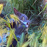 Khaleesi is registered to the contest to win money with this photo: animal, cat, closeup, collar, curious, daylight, eyes, feline, flora, fur, grass, greenery, harness, muzzle, nature, outdoor, pet, plant, whiskers, wildlife