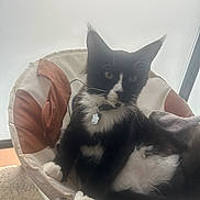 Ange a rejoint le concours — aidez-le/la à gagner de superbes lots ! cat, black_and_white, feline, pet, indoor, chair, cushion, window, relaxed, fur, whiskers, paws, collar, tag, home, domestic_animal, curious, seated, sunlight, cozy