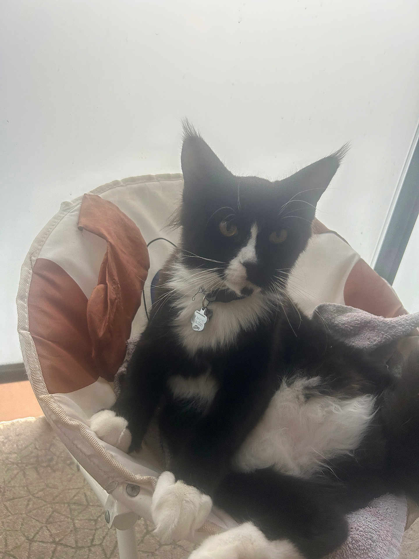 Ange a rejoint le concours — aidez-le/la à gagner de superbes lots ! cat, black_and_white, feline, pet, indoor, chair, cushion, window, relaxed, fur, whiskers, paws, collar, tag, home, domestic_animal, curious, seated, sunlight, cozy