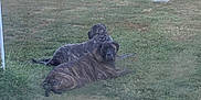 Pepper joined the competition — help win amazing prizes! dog, brindle, grass, outdoor, animal, pet, laying, garden, lawn, nature, canine, relaxed, two_dogs, daylight, mammal, park, resting, companion, backyard, scenery