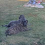 dog, brindle, grass, outdoor, animal, pet, laying, garden, lawn, nature, canine, relaxed, two_dogs, daylight, mammal, park, resting, companion, backyard, scenery