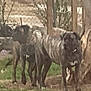 Pepper is registered to the contest to win money with this photo: dog, outdoor, tree, grass, fence, animal, pet, nature, canine, yard, two_dogs, brown, black, standing, collar, blurred, daytime, background, wildlife, companions