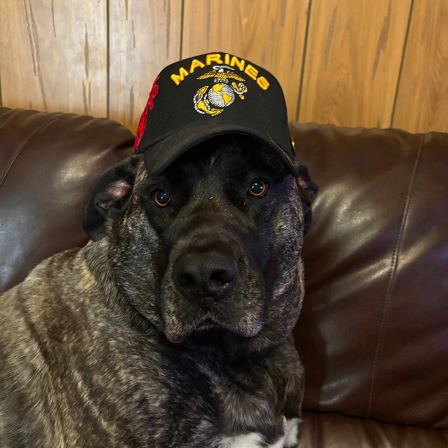Pepper joined the competition — help win amazing prizes! animal, black, brindle, brown, calm, cap, closeup, dog, domestic_animal, face, furniture, hat, indoor, leather_couch, marines, pet, portrait, sitting, white_patch, wood_panel_wall