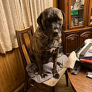 Pepper joined the competition — help win amazing prizes! dog, brindle, chair, cushion, wood_paneling, curtain, cabinet, table, indoor, pet, animal, furniture, brown, seated, home, carpet, household, expression, looking_at_camera, mammal