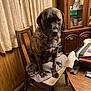 dog, brindle, chair, cushion, wood_paneling, curtain, cabinet, table, indoor, pet, animal, furniture, brown, seated, home, carpet, household, expression, looking_at_camera, mammal