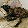 Pepper is registered to the contest to win money with this photo: dog, brindle, sleeping, bed, pillow, blanket, quilt, indoor, resting, canine, pet, cozy, furniture, relaxed, animal, home, cute, laying, comfort, nap