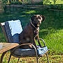 Bluey is registered to the contest to win money with this photo: dog, black_dog, chair, outdoor, backyard, grass, sunlight, leash, pet, animal, nature, furniture, tree, greenery, daytime, seat, relaxing, collar, looking, calm
