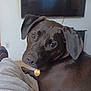 dog, black_dog, pet, blanket, indoor, television, living_room, cozy, floppy_ears, curious, affectionate, resting, soft_texture, collar, tag, looking_back, furniture, relaxation, home, comfort