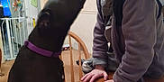 Bluey joined the competition — help win amazing prizes! dog, child, boy, indoor, table, wooden_table, affection, pet, black_dog, purple_collar, smile, kitchen, chair, home, interaction, friendship, cute, happy, face, human