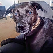 Bluey is registered to the contest to win money with this photo: dog, black_dog, pet, collar, indoor, living_room, couch, close_up, animal, canine, fur, ears, nose, eyes, resting, domestic_animal, portrait, furniture, carpet, relaxed