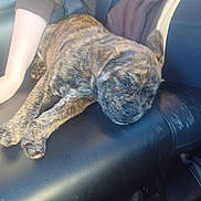 Rennala joined the competition — help win amazing prizes! puppy, dog, sleeping, brindle, car_seat, leather, arm, resting, animal, pet, cozy, relaxed, young_dog, inside_car, transport, cute, fur, mammal, companion, nap