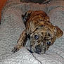 Rennala is registered to the contest to win money with this photo: puppy, dog, brindle, pet, cute, lying_down, blanket, cozy, fur, animal, eyes, young, domestic_animal, resting, indoor, mammal, snout, canine, soft, comfort