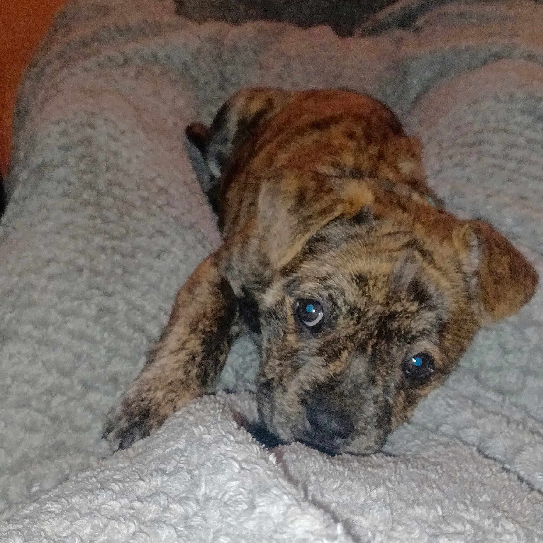 Rennala is registered to the contest to win money with this photo: animal, blanket, brindle, canine, comfort, cozy, cute, dog, domestic_animal, eyes, fur, indoor, lying_down, mammal, pet, puppy, resting, snout, soft, young