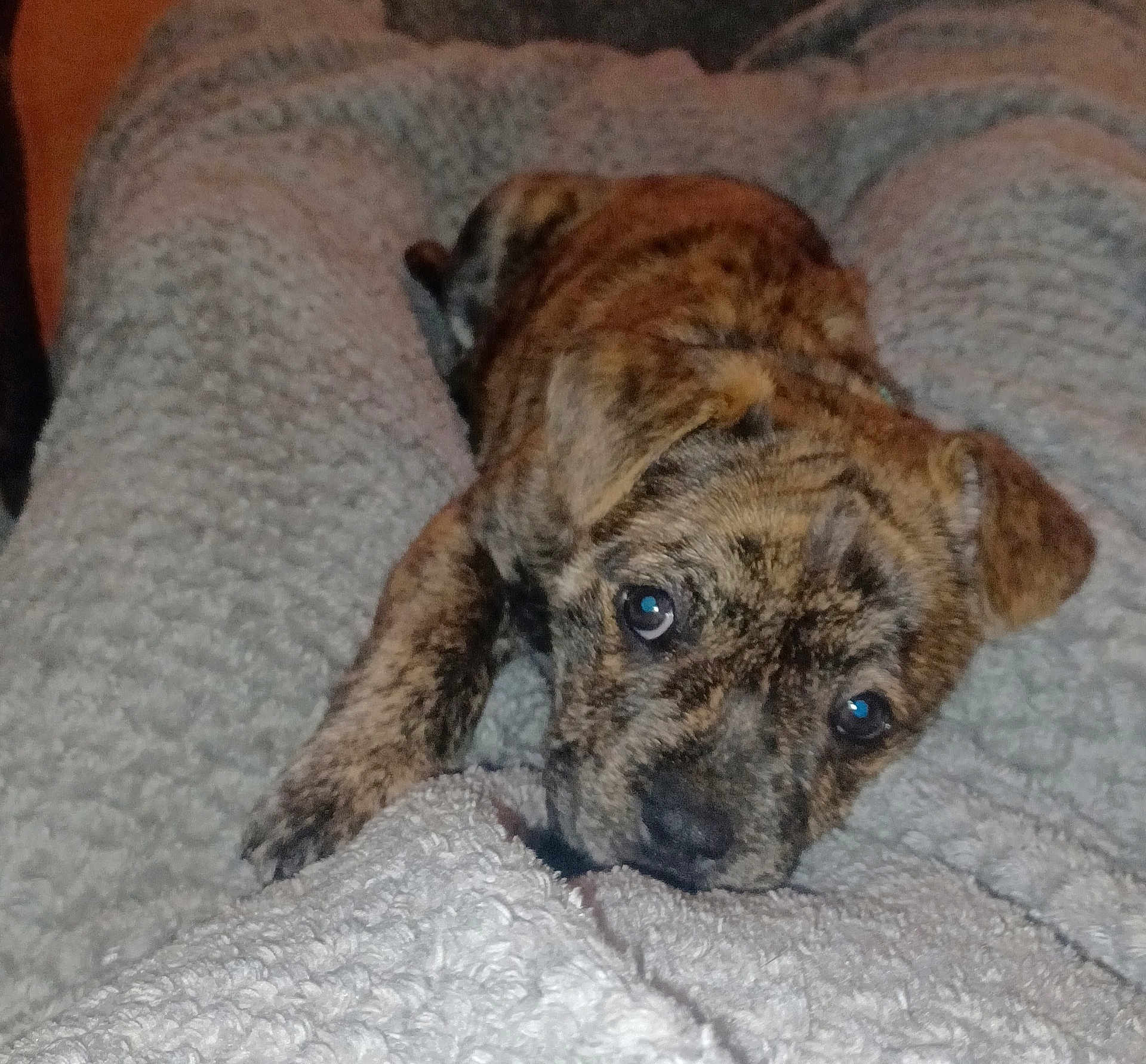 Rennala is registered to the contest to win money with this photo: puppy, dog, brindle, pet, cute, lying_down, blanket, cozy, fur, animal, eyes, young, domestic_animal, resting, indoor, mammal, snout, canine, soft, comfort