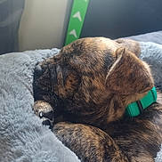 Rennala is registered to the contest to win money with this photo: dog, puppy, sleeping, brindle, collar, green_collar, bed, blanket, cozy, fur, pet, resting, indoor, close_up, animal, soft_light, cute, peaceful, fluffy, snout