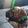 Rennala is registered to the contest to win money with this photo: animal, bed, blanket, brindle, close_up, collar, cozy, cute, dog, fluffy, fur, green_collar, indoor, peaceful, pet, puppy, resting, sleeping, snout, soft_light