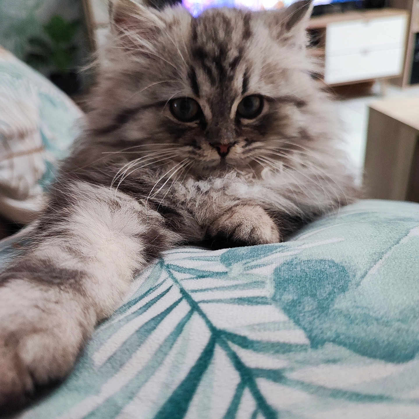 Volt participe au concours pour gagner de l'argent avec cette photo : animal, bed, blanket, cat, computer, computerhardware, computerkeyboard, couch, electronics, furniture, hardware, indoors, kitten, laptop, manx, monitor, pc, pet, screen, tv