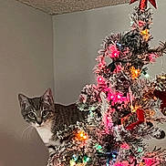 Sora joined the competition — help win amazing prizes! animal, cat, celebration, christmas_tree, colorful_lights, curious, decorations, festive, greenery, holiday_lights, home, indoor, ornaments, pet, pine_tree, red_star, tabby_cat, tree_topper, whiskers, winter