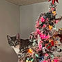 animal, cat, celebration, christmas_tree, colorful_lights, curious, decorations, festive, greenery, holiday_lights, home, indoor, ornaments, pet, pine_tree, red_star, tabby_cat, tree_topper, whiskers, winter