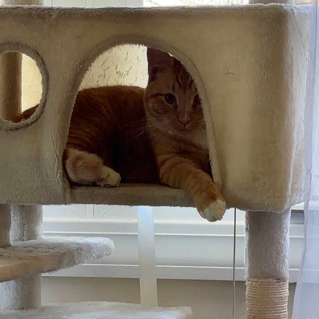 Oliver