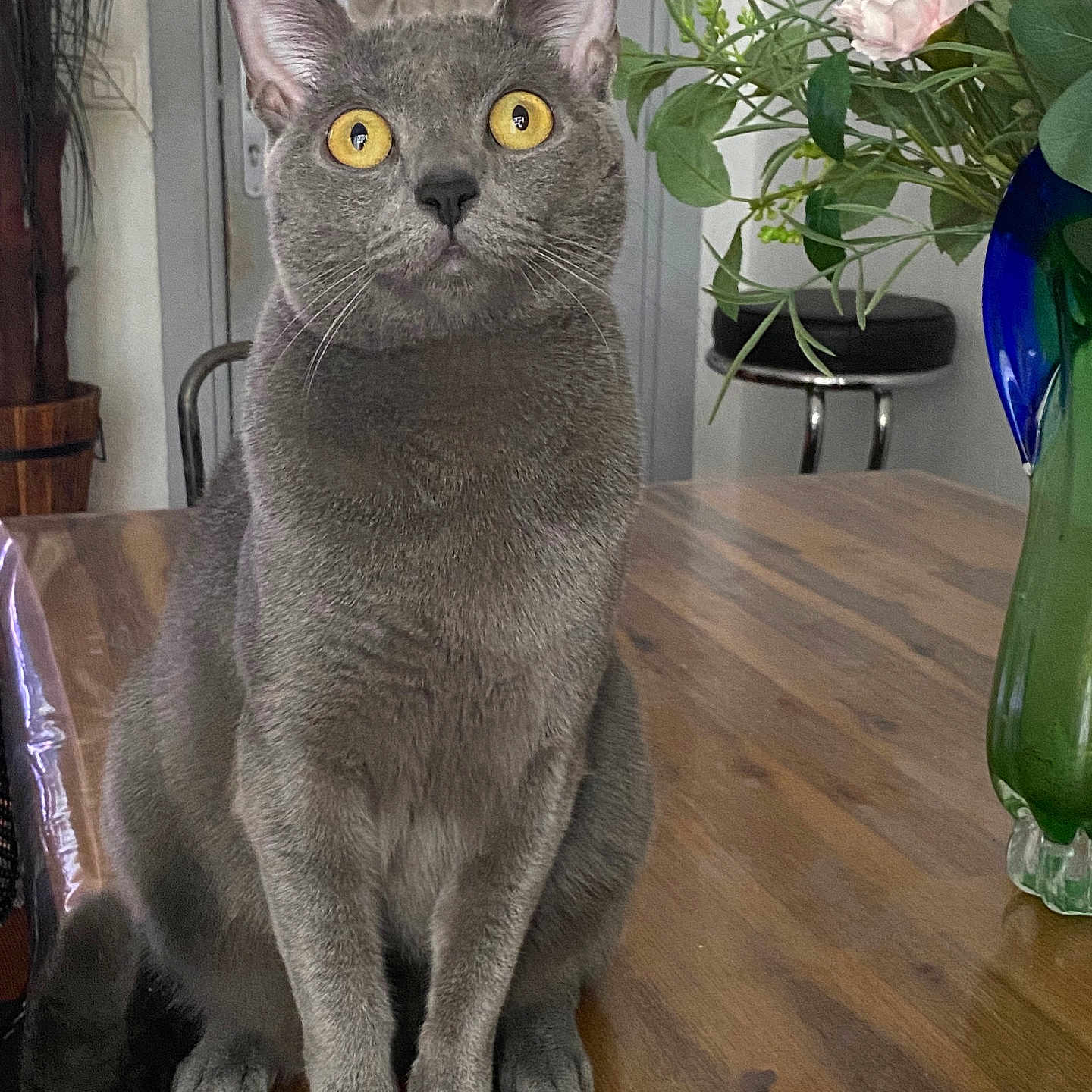 Uria a rejoint le concours — aidez-le/la à gagner de superbes lots ! abyssinian, animal, cat, desk, flower, flowerarrangement, flowerbouquet, furniture, hardwood, ikebana, indoors, interiordesign, jar, pet, plant, pottedplant, pottery, rose, table, wood