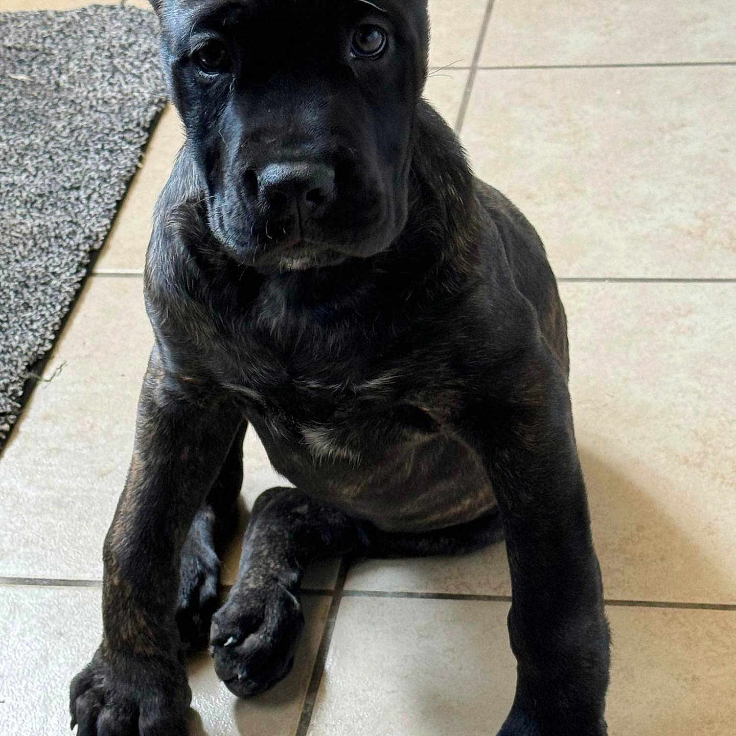 Roxi Lynn is registered to the contest to win money with this photo: accessories, animal, boxer, bulldog, canine, dog, frenchbulldog, greatdane, labradorretriever, panther, pet, pitbull, puppy, snout, strap, whitedog