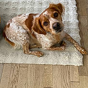 Rocco a rejoint le concours — aidez-le/la à gagner de superbes lots ! dog, brown, white, spotted, lying_down, rug, indoor, wooden_floor, pet, canine, fur, ears, eyes, nose, paw, looking_up, domestic_animal, companion, cute, relaxed