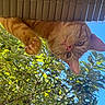 blue_sky, cat, closeup, curious, ears, eyes, feline, fur, garden, leaves, orange_cat, outdoor, paw, pet, sunlight, tabby, tree, upside_down, whiskers, wooden_ledge