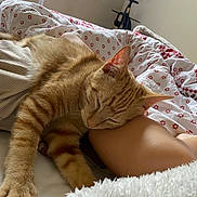 Valérie Demazy a rejoint le concours — aidez-le/la à gagner de superbes lots ! bed, bedroom, blanket, cat, close_up, cozy, cute, feline, fur, home, indoors, leg, orange_tabby, person, quilt, relaxed, resting, sleeping, soft_lighting, striped