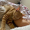 bed, bedroom, blanket, cat, close_up, cozy, cute, feline, fur, home, indoors, leg, orange_tabby, person, quilt, relaxed, resting, sleeping, soft_lighting, striped