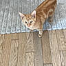animal, carpet, cat, curious, curled_tail, feline, floor, gray_rug, home, indoors, kitten, looking_up, orange_tabby, pet, portrait, rug, standing, striped_fur, top_down_view, wooden_floor