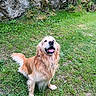 Gus a rejoint le concours — aidez-le/la à gagner de superbes lots ! dog, golden_retriever, grass, outdoor, happy, smiling, pet, canine, nature, stone_wall, moss, flower, greenery, fur, animal, sitting, playful, tongue_out, daylight, garden