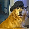 Gus a rejoint le concours — aidez-le/la à gagner de superbes lots ! golden_retriever, dog, cowboy_hat, indoor, pet, animal, canine, fur, table, curtain, portrait, looking, brown, friendly, domestic_animal, mammal, companion, cute, house, hat