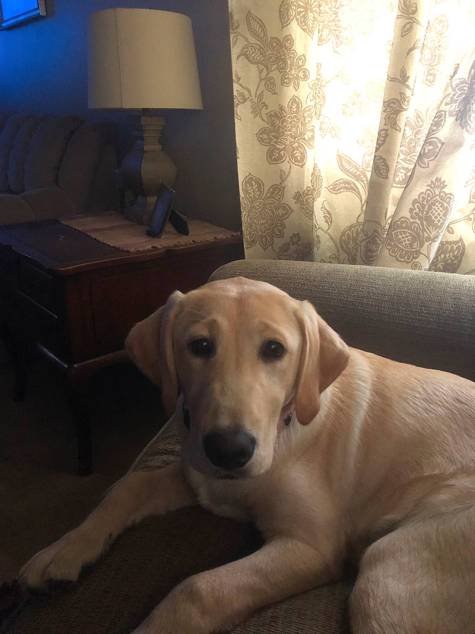Lusy joined the competition — help win amazing prizes! beagador, canidae, carnivore, companion_dog, dog, dog_breed, fawn, furniture, hunting_dog, labrador_retriever, mammal, pointer, puppy, retriever, snout, sporting_group, tail, vertebrate