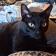 Bear is registered to the contest to win money with this photo: black_cat, cat, green_eyes, leopard_print, bedroom, blanket, bag, indoor, pet, feline, animal, lying_down, resting, cozy, domestic, fur, whiskers, ears, close_up, household