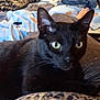 black_cat, cat, green_eyes, leopard_print, bedroom, blanket, bag, indoor, pet, feline, animal, lying_down, resting, cozy, domestic, fur, whiskers, ears, close_up, household