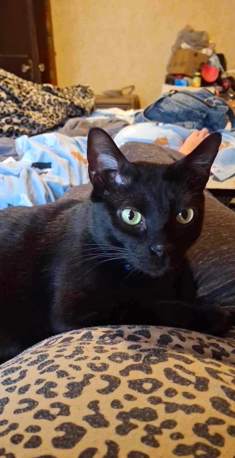 Bear is registered to the contest to win money with this photo: black_cat, cat, green_eyes, leopard_print, bedroom, blanket, bag, indoor, pet, feline, animal, lying_down, resting, cozy, domestic, fur, whiskers, ears, close_up, household