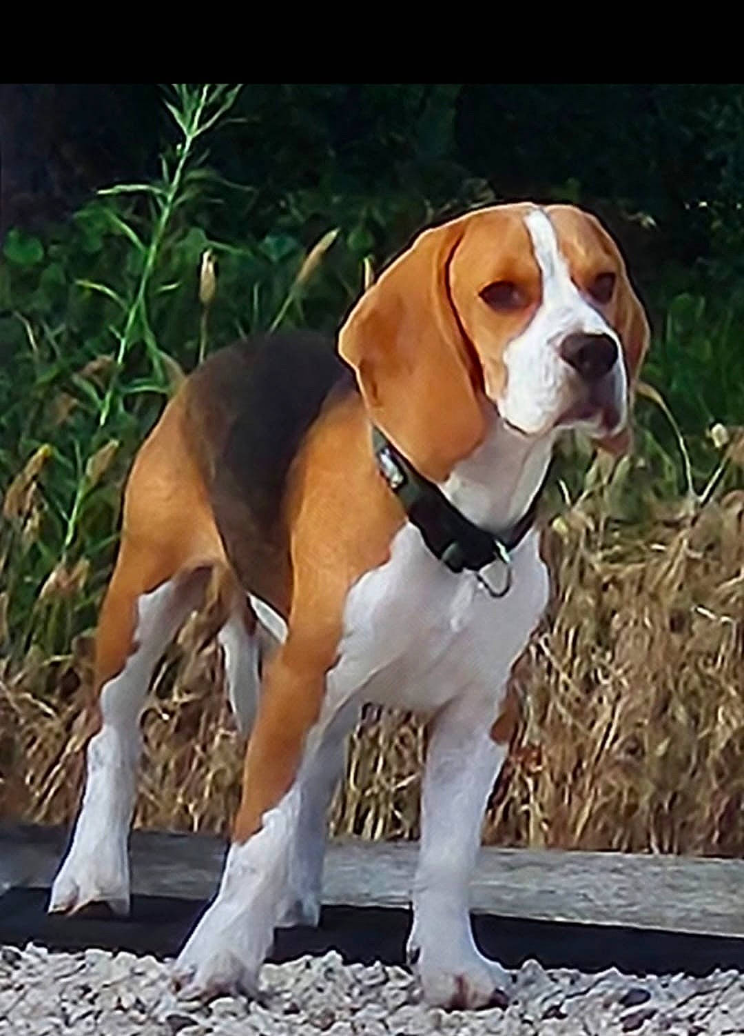 Ushuaia participe au concours pour gagner de l'argent avec cette photo : beaglier, canidae, carnivore, collar, companion_dog, dog, dog_breed, dog_collar, fawn, gun_dog, hound, liver, pet_supply, plant, scent_hound, snout, sporting_group, tail, terrestrial_animal, working_animal